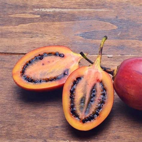 Fakta Unik Terong Belanda Buah Mungil Segar Banyak Manfaat