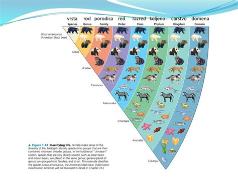 Temelji Moderne Biologije Ppt Download