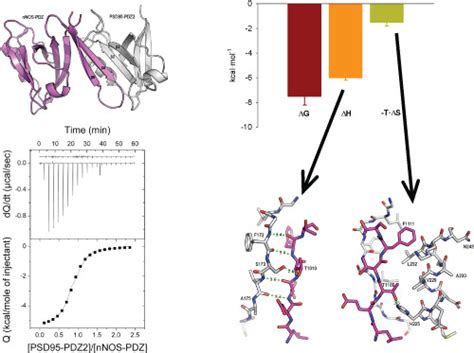 Pdz Pdz Interaction Between Psd And Nnos Neuronal Proteins