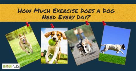 How Much Exercise Does A Dog Need Every Day Kobi Pets