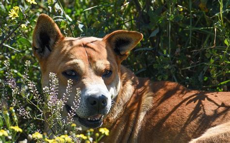 Cuánto tarda un perro en olvidar a su dueño Así funciona su memoria