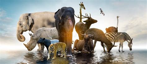 Wildlife Conservation Day Wild Animals To The Home Or Wildlife