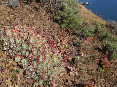 Wild Succulents in Full Bloom - California : r/succulents