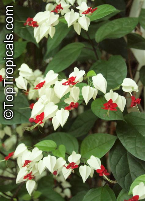 Clerodendrum thomsoniae, Bleeding heart, Glory bower, Clerodendron