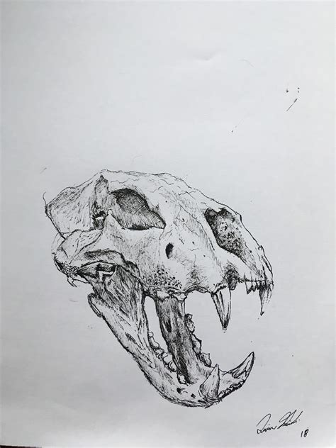 Lion Skull, ink, 9x11 : r/Art