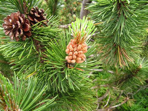 Pinus Sylvestris Grove Den