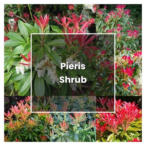 How To Grow Pieris Shrub Plant Care And Tips Norwichgardener