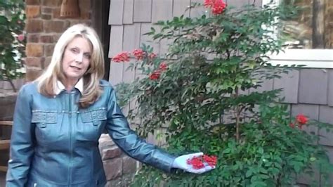 How to Prune Nandina Domestica - YouTube