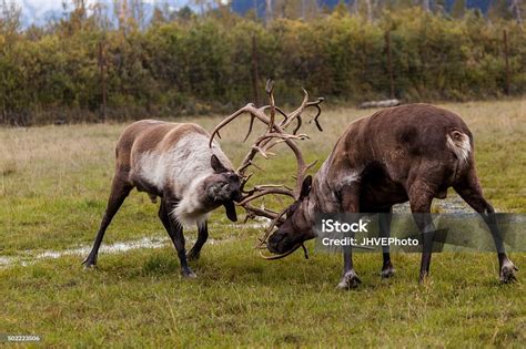 Caribou Fighting In Alaska Stock Photo - Download Image Now - Reindeer ...