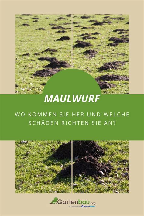 Maulw Rfe Im Garten Wo Kommen Sie Her Und Welche Sch Den Richten Sie