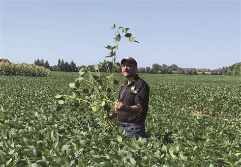 Determining Soybean Yield Ontario Grain Farmer