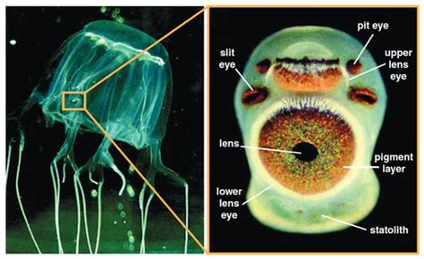 How many Eyes do Box Jellyfish have - How many Eyes does a Box ...