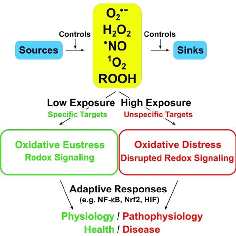 Oxidative Stress And Its Relationship To Redox Signaling Physiological Download Scientific