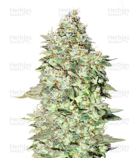 Og Kush Sfv Feminized Seeds For Sale Information And Reviews Herbies