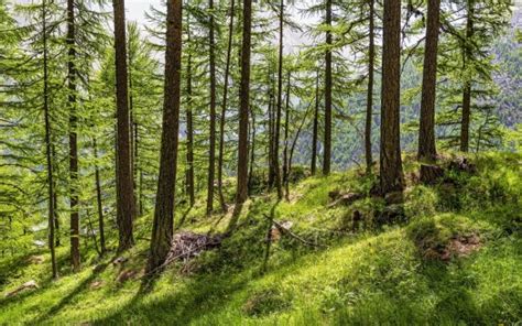 Trees Grass Field Slope Forest Sunlight Bushes Mountains K Hd Nature