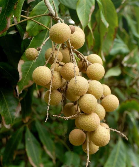 Dimocarpus Longan Longan Edible Fruit Tree Plantvine