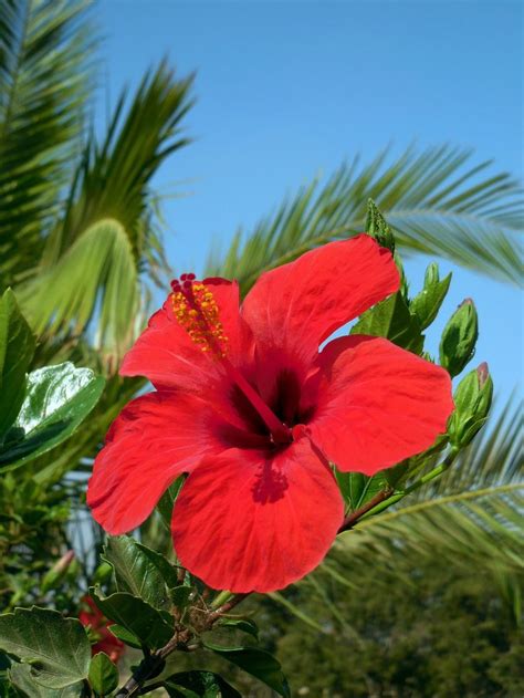 Best Hibiscus Tattoo Designs To Inspire You Hibiscus Tattoo