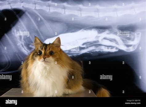 Cat in front of an X-ray photo of itself. The X-ray image has a lot of ...