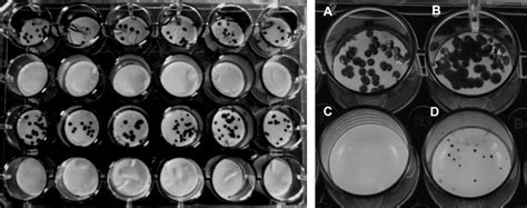 Barrier Assay Of Wpc Gly Films Containing Potassium Sorbate Ps In