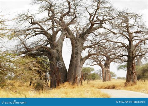 Baobab trees stock photo. Image of craggy, landscape - 14677544