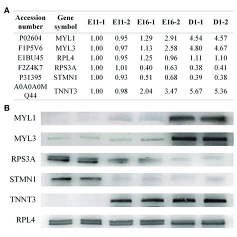 Western Blotting Validation Of The Differentially Expressed Proteins Download Scientific