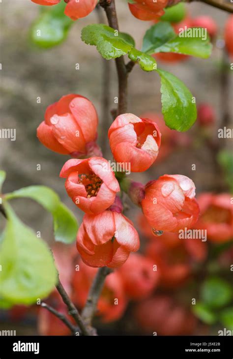 Quince Flowering Quince Chaenomeles Red Flowers Growing Outdoor