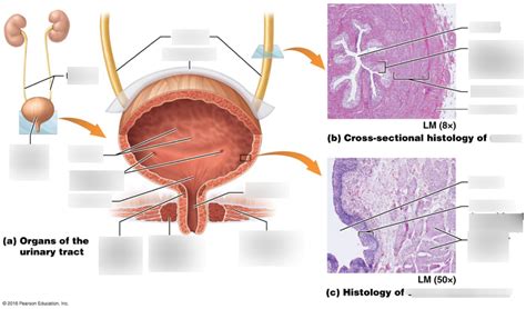 bladder Diagram | Quizlet