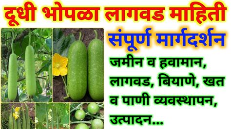 Bottle Gourd Farming।दूधी भोपळा लागवड माहिती।दूधी भोपळा लागवड Youtube