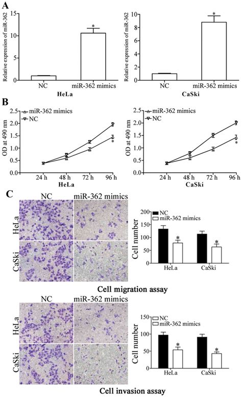 Microrna 362 Is Downregulated In Cervical Cancer And Inhibits Cell Proliferation Migration And