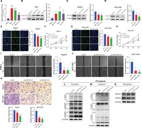 Frontiers Identification Of Molecular Subtypes Based On Panoptosis