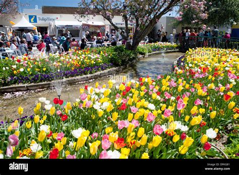 Tulip Festival, Bowral, NSW, Australia Stock Photo - Alamy