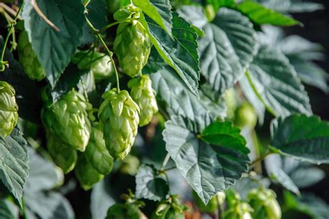 Houblon Planter Entretenir Multiplier Et R Colter