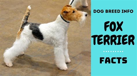 Fox Terrier Dog Breed All Breed Characteristics And Facts About Fox