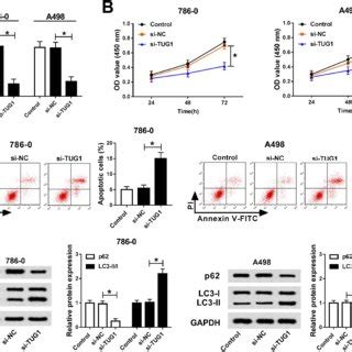 Tug Silencing Inhibits Cell Proliferation And Promoted Cell Apoptosis