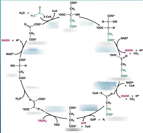 Tricarboxylic Acid Cycle Diagram | Quizlet