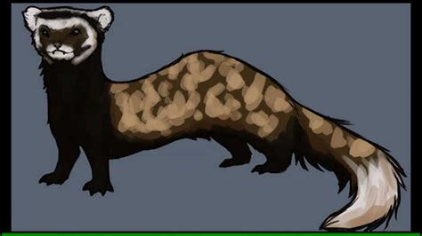 Marbled Polecat Speeddraw Youtube