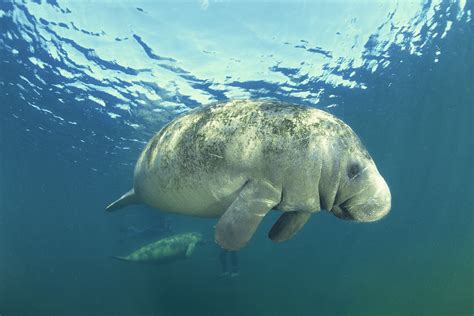 Manatee Magic, Unveiling the Best Time to See Manatees in Crystal River