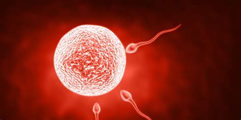 Mengenal Proses Spermatogenesis Dan Oogenesis Berikut Penjelasannya