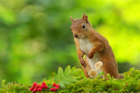 Red Squirrel Female Red Squirrel In The Highlands Of Scotl Gavin