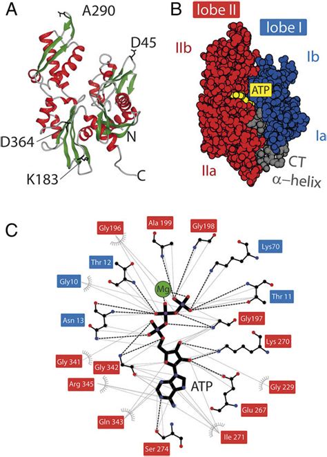 Structure Of The Nbd And The Nucleotide Binding Pocket A The D