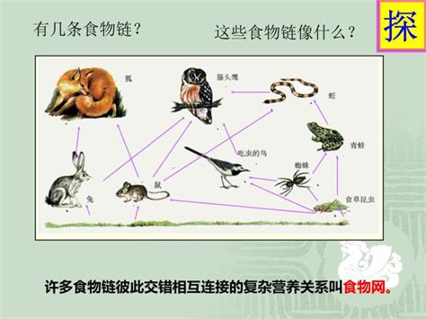 2020 2021学年第七单元 生物与环境第二章 生态系统第二节 食物链和食物网图片ppt课件 教习网课件下载