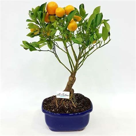 Guía ESENCIAL para CUIDAR tu BONSAI de NARANJO