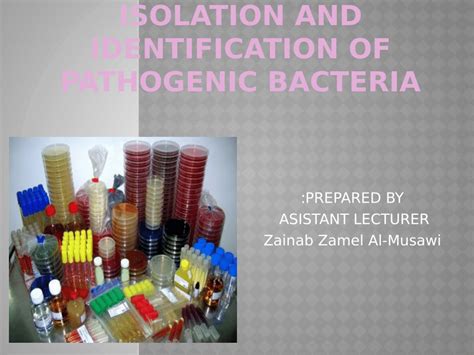 PDF Isolation And Identification Some Pathogenic Bacteria