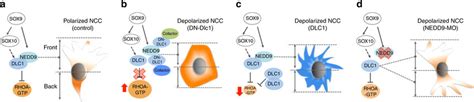 Of The Effects On Rhoa Activity And Nc Polarity Following Manipulation