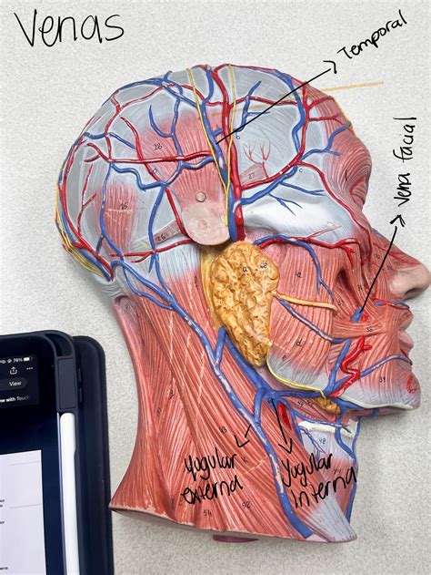 SOLUTION Anatomia Vascular Studypool