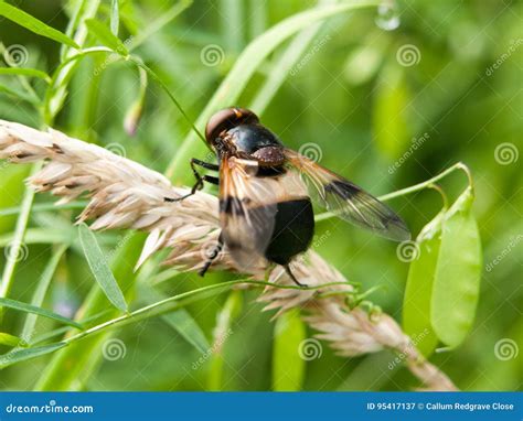 Abeja Negra Y Amarilla Con Los Ojos Grandes Enfocados Detallados Imagen