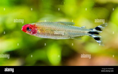 Rummy Nose Tetra Or Red Nose Tetra Hi Res Stock Photography And Images