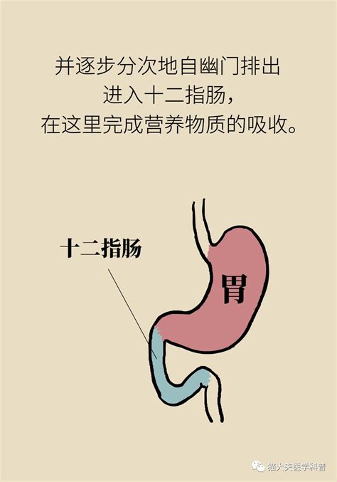 “气得胃疼”是真的？原来胃还是个情绪器官湃客澎湃新闻 The Paper