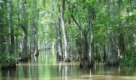 Hutan Bakau - Pengertian, Sebaran, Peran & Kondisi Mangrove | RimbaKita.com