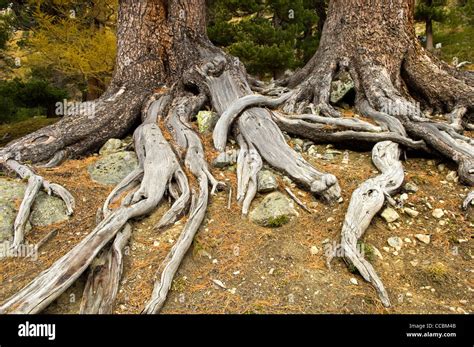 Bever Valley Stockfotos Und Bilder Kaufen Alamy